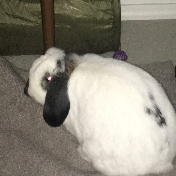 Meet your Posher, Maryn - Picture 1 of 1